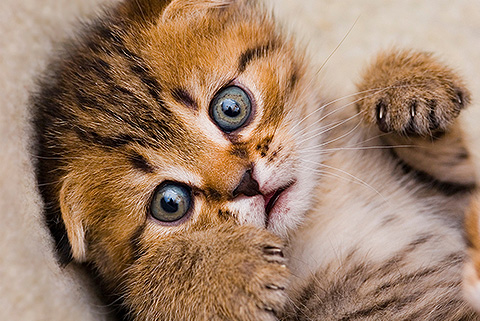 開(kāi)心寵物行業(yè)網(wǎng)站建設(shè)作案例