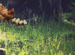 上山去野網(wǎng)站項(xiàng)目建設(shè)制作中